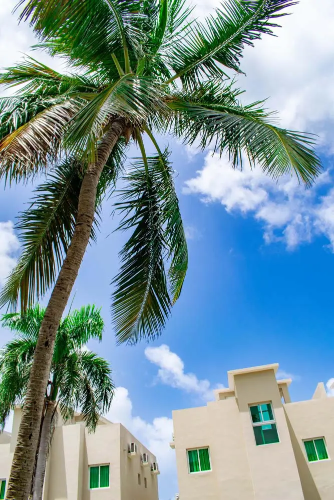 Palm tree growing near the development at Beach Apartamentos in Playa Palmera 